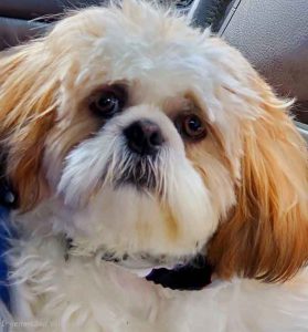 Atlanta's Best Restaurant Supply's dog mascot Chewy